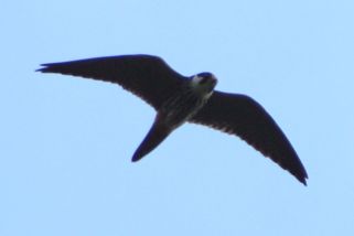 Falco subbuteo - Baumfalke